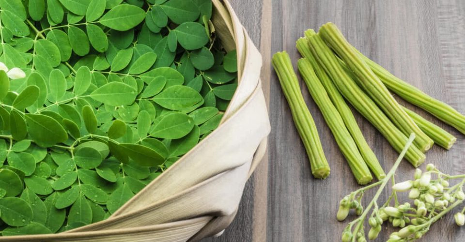 moringa 9